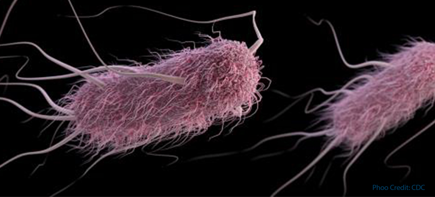 E. coli Strain from Retail Poultry May Cause Urinary Tract Infections